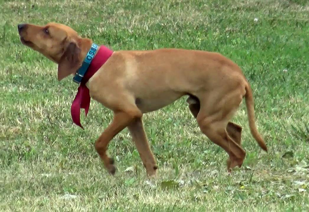 Il “nostro” cane Osso