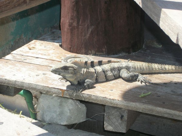 06. Mahahual. Iguana