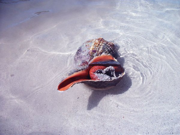 22. Punta Herrero. La rara caracol gigante