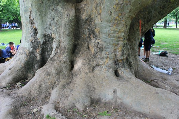 Giardini Montanelli, già Giardini di Porta Venezia, Milano. Platano Matusalemme, uno dei maggiori della città, recentemente recintato per la sua sicurezza