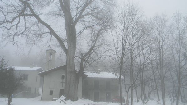 Olmo montano di Bergemolo, nel comune di Demonte, uno dei maggiori del nostro paese