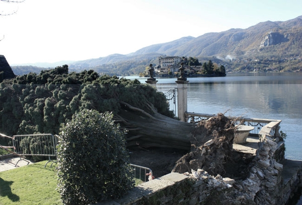 L’antico cipresso di Orta San Giulio, più di 300 anni, sradicato da una tempesta
