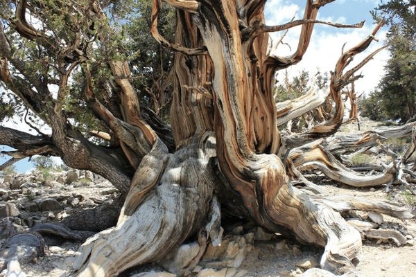 Bristlecone Pine, uno degli alberi più antichi al mondo, con più di 4000 anni