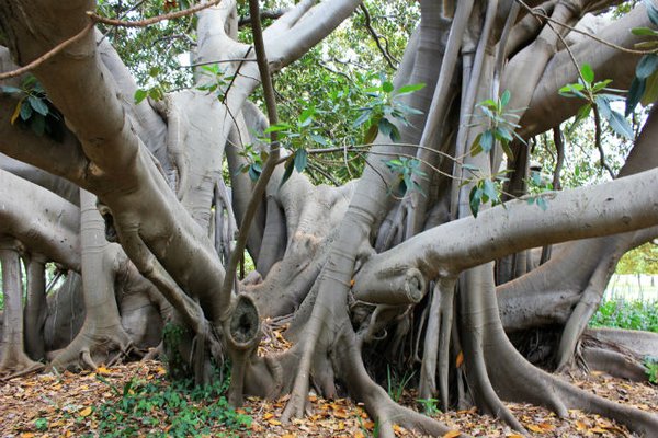 Il ficus secolare che cresce accanto a Villa Malfitano Whitaker, a Palermo