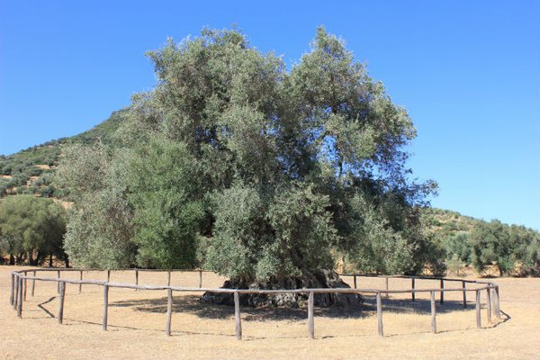 S’Ortu Mannu, Sardegna. Ulivo Sa Reina, la regina, 1144 cm di circonferenza del tronco, una decina di metri di altezza, e uno dei tronchi più stupefacenti che madre natura possa offrire ai nostri occhi assetati di cercatori di alberi