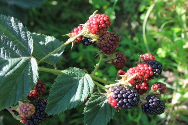 La dieta del cercatore di alberi predilige cibi solidi. La natura offre, soprattutto da giugno a ottobre, una grande varietà di frutti e di bacche