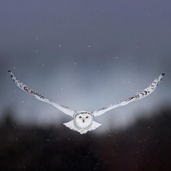 Louise Erdrich, Il guardiano notturno